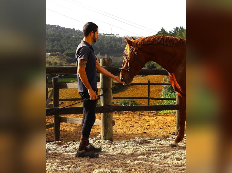 Lusitanien Étalon 2 Ans 159 cm Alezan in Ribamar