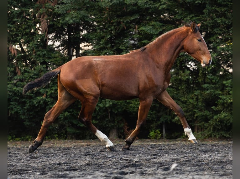 Lusitanien Étalon 2 Ans 159 cm Bai in Nogueira da Regedoura