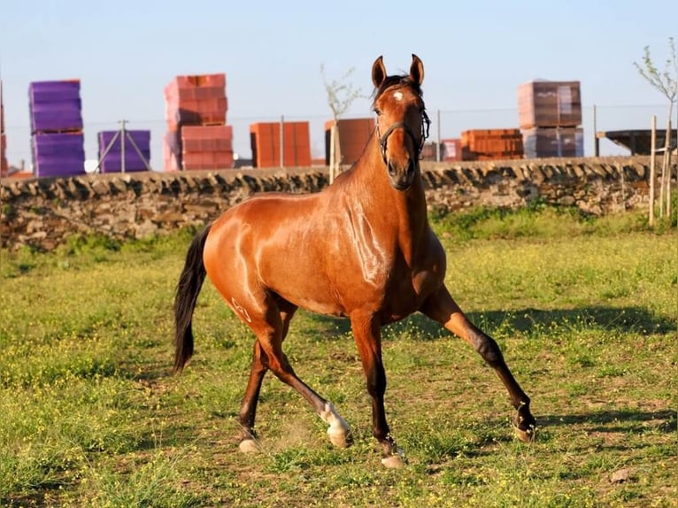 Lusitanien Étalon 2 Ans 160 cm Bai in Navas Del Madroño