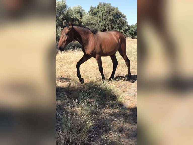 Lusitanien Étalon 2 Ans 160 cm Bai in Zebreira