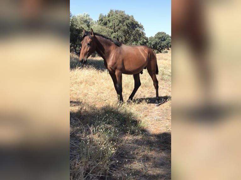 Lusitanien Étalon 2 Ans 160 cm Bai in Zebreira