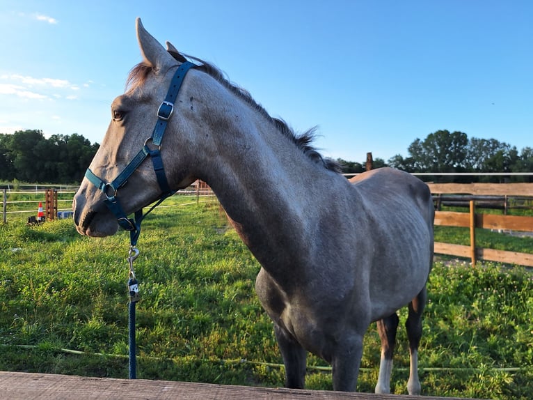 Lusitanien Étalon 2 Ans 160 cm Gris in Alès