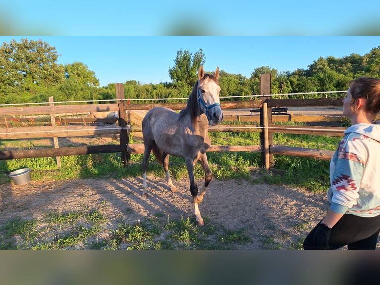 Lusitanien Étalon 2 Ans 160 cm Gris in Alès