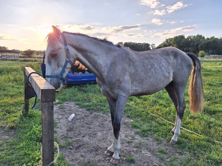 Lusitanien Étalon 2 Ans 160 cm Gris in Alès