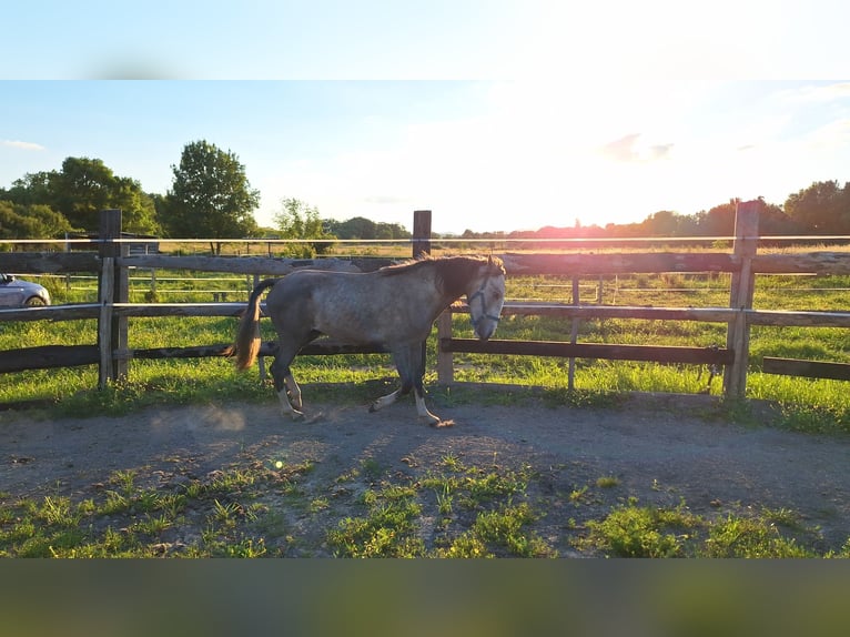 Lusitanien Étalon 2 Ans 160 cm Gris in Alès