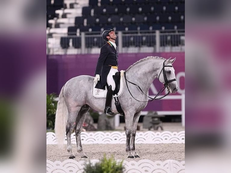 Lusitanien Étalon 2 Ans 160 cm Peut devenir gris in Bredene