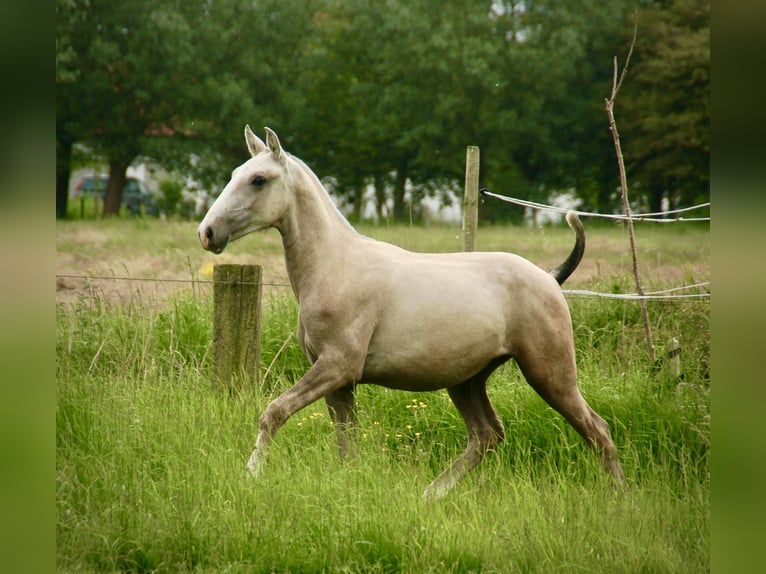 Lusitanien Étalon 2 Ans 160 cm Peut devenir gris in Bredene