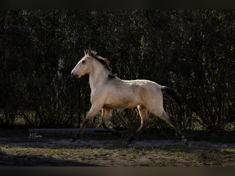 Lusitanien Étalon 2 Ans 161 cm Buckskin in Rio Maior