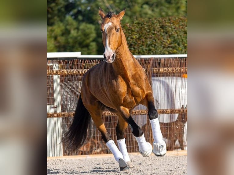 Lusitanien Étalon 2 Ans 161 cm Buckskin in Rio Maior