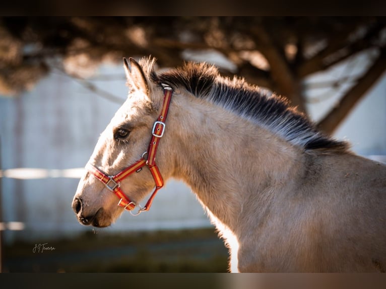 Lusitanien Étalon 2 Ans 161 cm Buckskin in Rio Maior