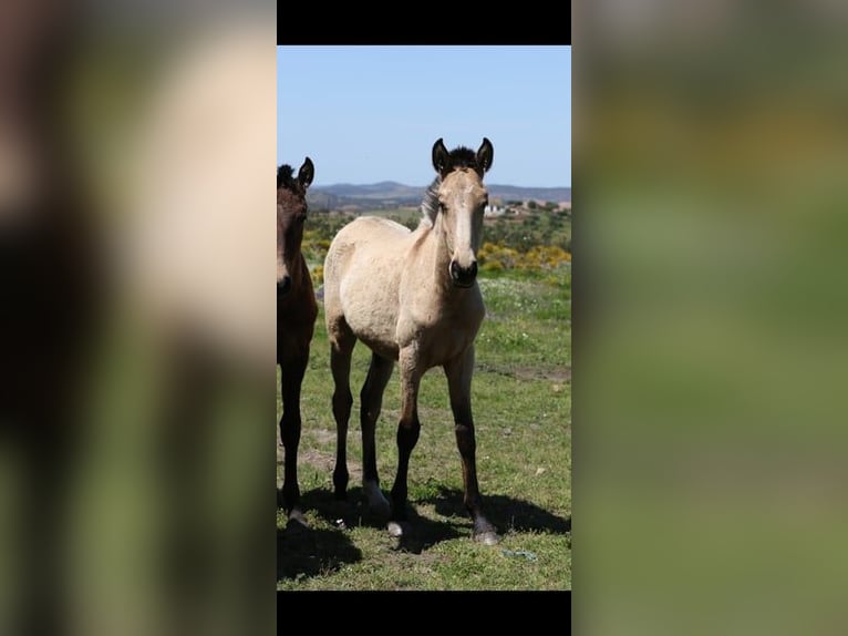 Lusitanien Étalon 2 Ans 161 cm Buckskin in Rio Maior