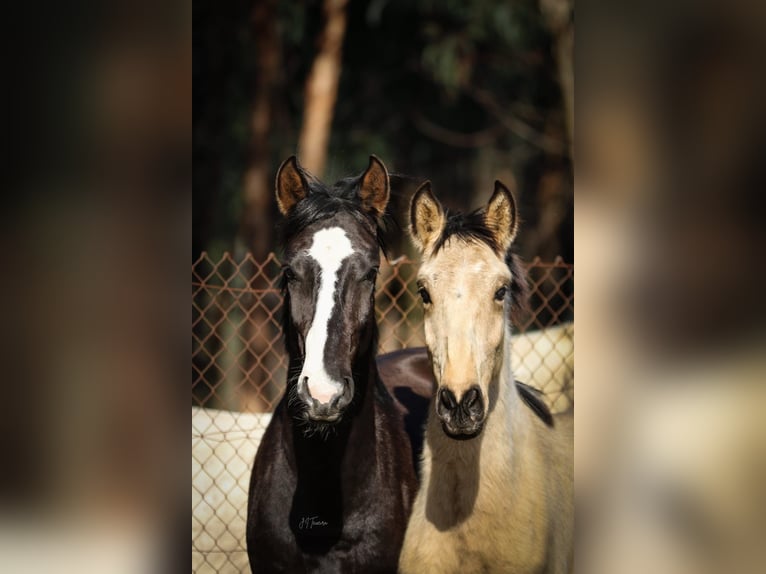 Lusitanien Étalon 2 Ans 161 cm Buckskin in Rio Maior