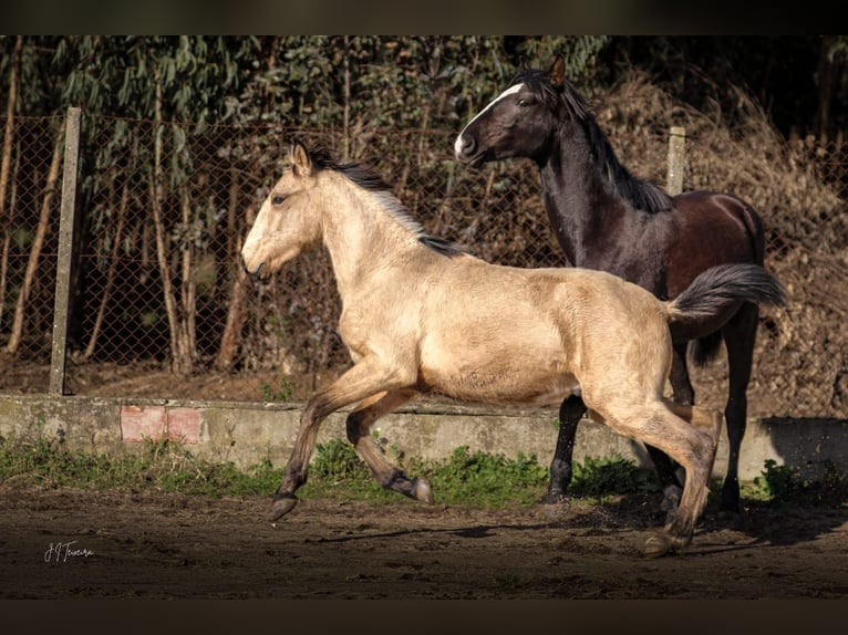 Lusitanien Étalon 2 Ans 161 cm Buckskin in Rio Maior