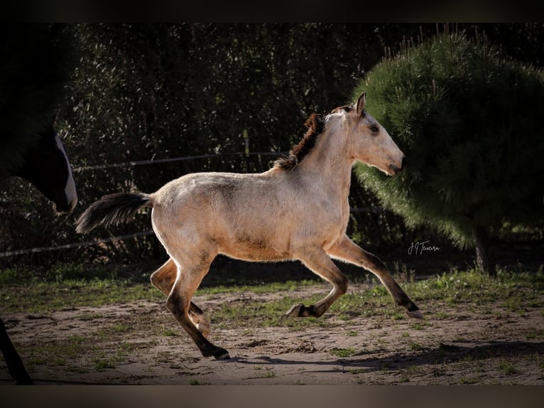 Lusitanien Étalon 2 Ans 161 cm Buckskin in Rio Maior