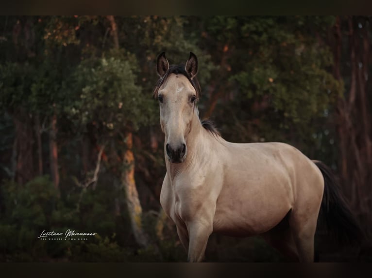Lusitanien Étalon 2 Ans 161 cm Buckskin in Rio Maior