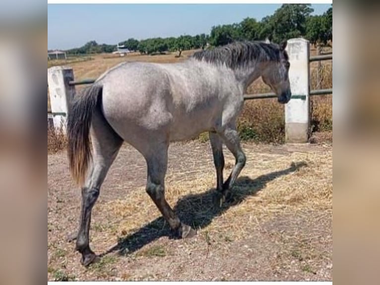 Lusitanien Étalon 2 Ans 161 cm Gris in Las Piñas