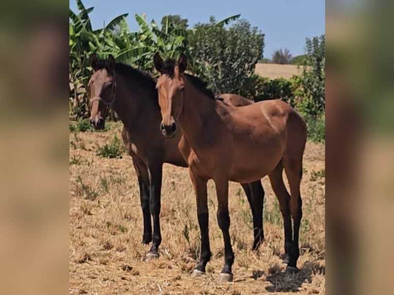 Lusitanien Étalon 2 Ans 162 cm Alezan in Pera