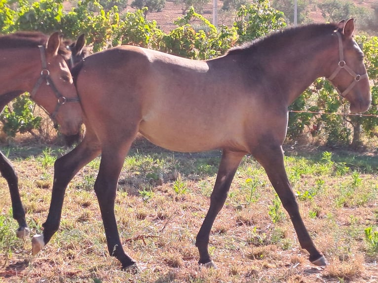 Lusitanien Étalon 2 Ans 162 cm Alezan in Pera