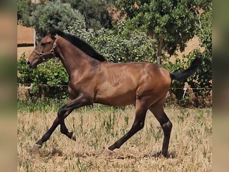 Lusitanien Étalon 2 Ans 162 cm Alezan in Pera