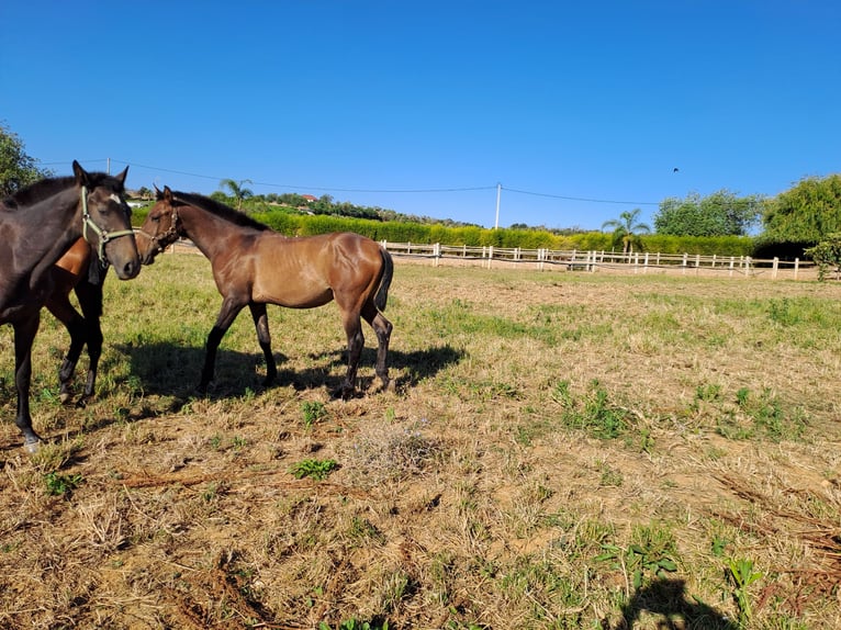 Lusitanien Étalon 2 Ans 162 cm Alezan in Pera