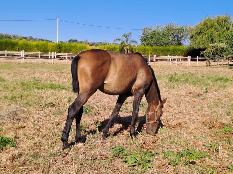 Lusitanien Étalon 2 Ans 162 cm Alezan in Pera