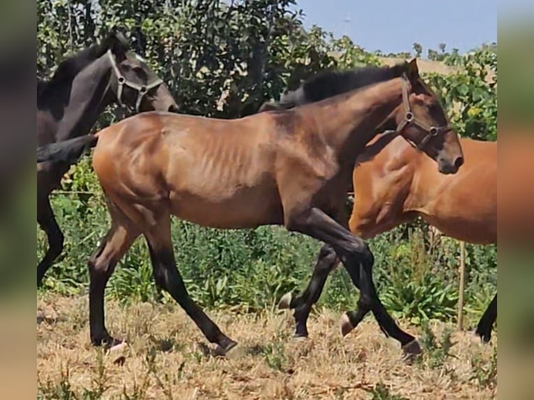 Lusitanien Étalon 2 Ans 162 cm Alezan in Pera