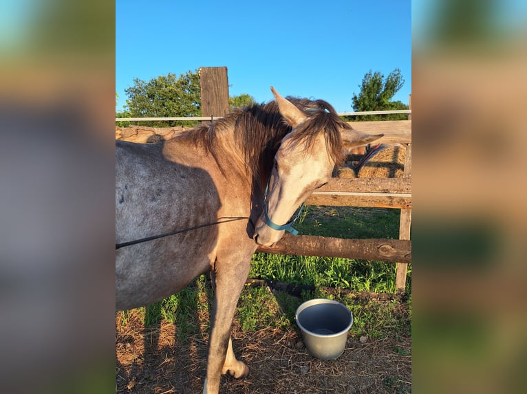 Lusitanien Étalon 2 Ans 162 cm Gris in Alès