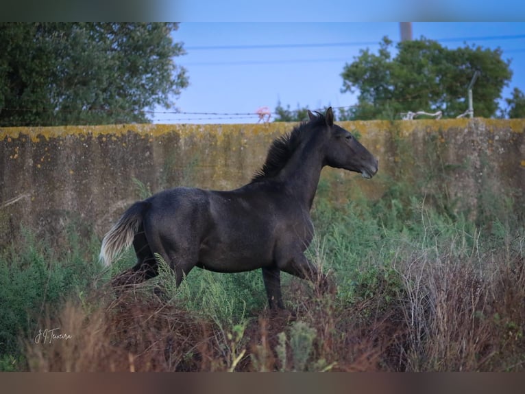 Lusitanien Étalon 2 Ans 162 cm Gris in Rio-Maior