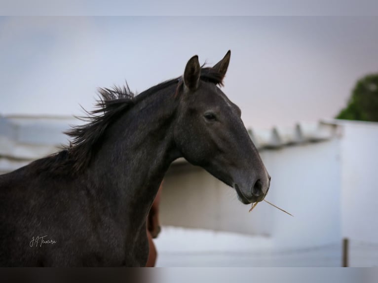 Lusitanien Étalon 2 Ans 162 cm Gris in Rio-Maior