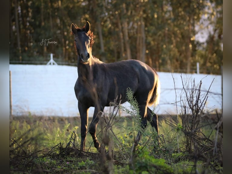 Lusitanien Étalon 2 Ans 162 cm Gris in Rio-Maior