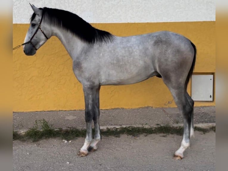 Lusitanien Étalon 2 Ans 162 cm Gris in Anahuir