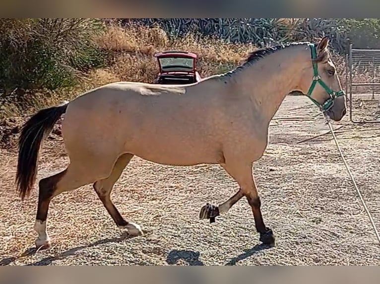 Lusitanien Étalon 2 Ans 162 cm Isabelle in Alcala Del Valle