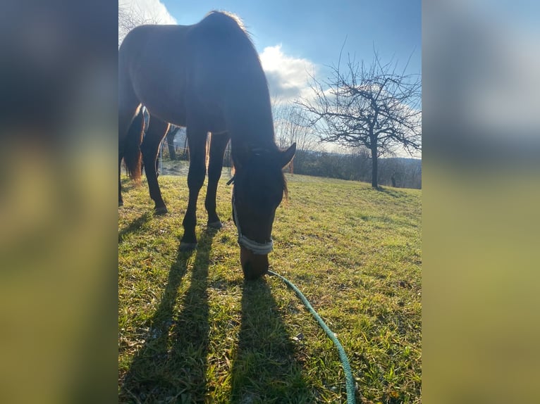 Lusitanien Croisé Étalon 2 Ans 163 cm Bai brun foncé in Filderstadt