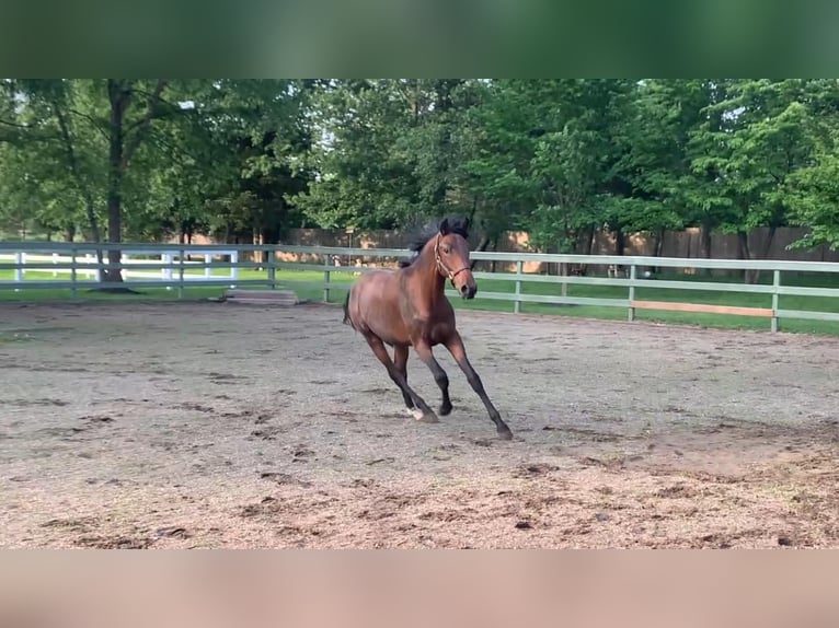 Lusitanien Étalon 2 Ans 163 cm Bai cerise in Stockton