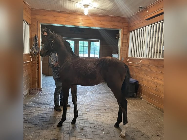 Lusitanien Étalon 2 Ans 163 cm Bai cerise in Stockton