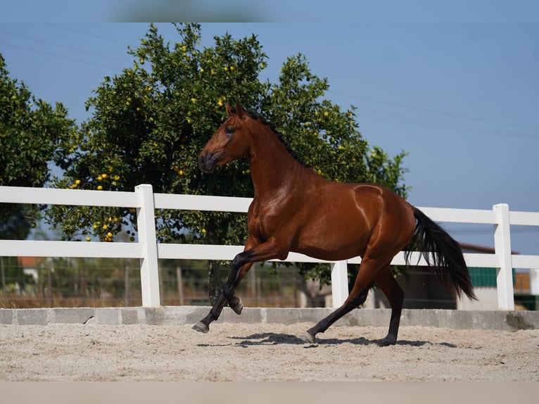 Lusitanien Étalon 2 Ans 163 cm Bai cerise in Agua Derramada