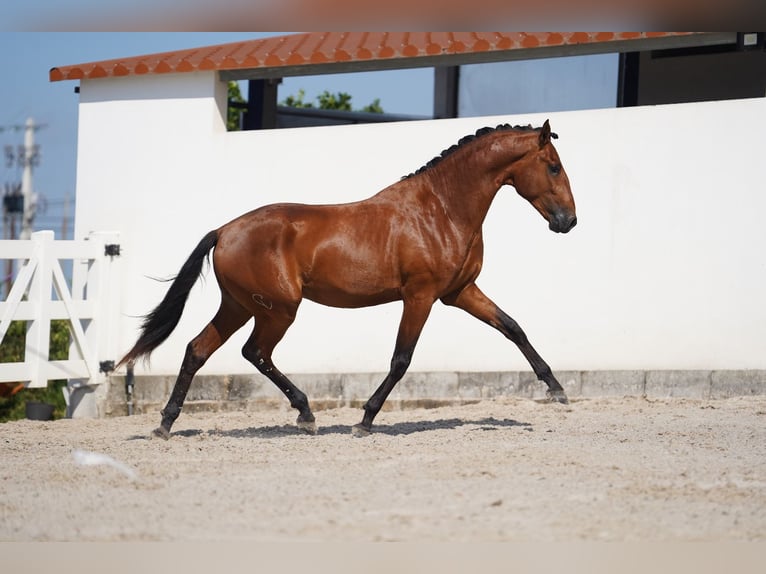 Lusitanien Étalon 2 Ans 163 cm Bai cerise in Agua Derramada