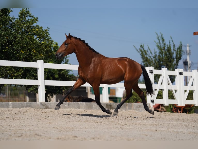 Lusitanien Étalon 2 Ans 163 cm Bai cerise in Agua Derramada