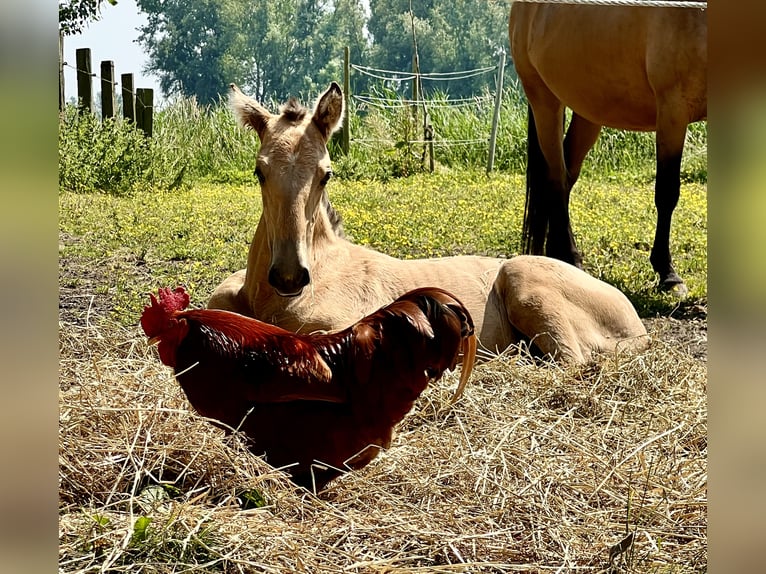 Lusitanien Étalon 2 Ans 163 cm Buckskin in Bredene