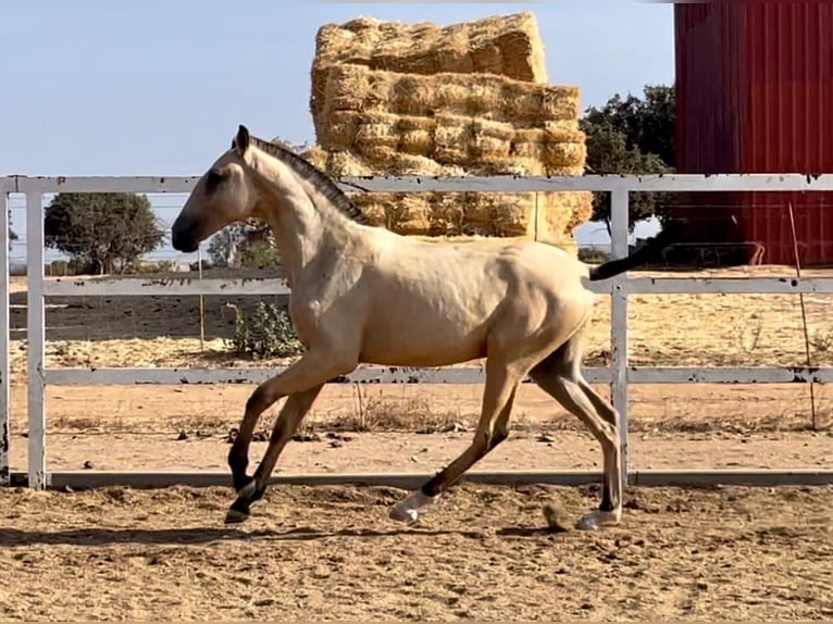 Lusitanien Étalon 2 Ans 163 cm Buckskin in Rio Maior