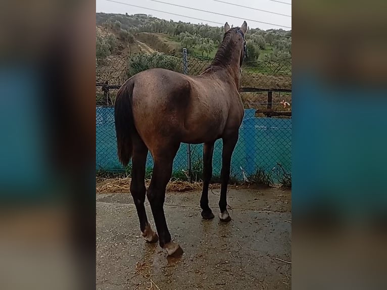 Lusitanien Étalon 2 Ans 163 cm Gris in Las Piñas