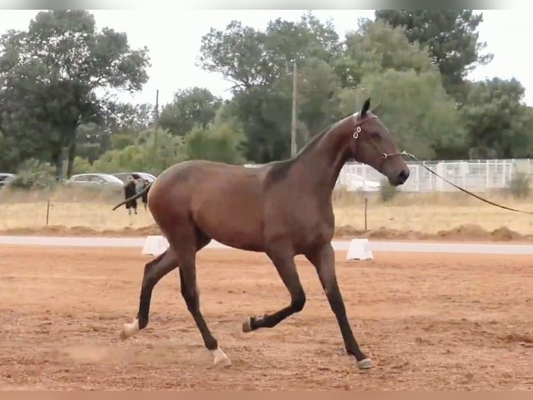 Lusitanien Étalon 2 Ans 164 cm Bai in Idanha-A-Nova