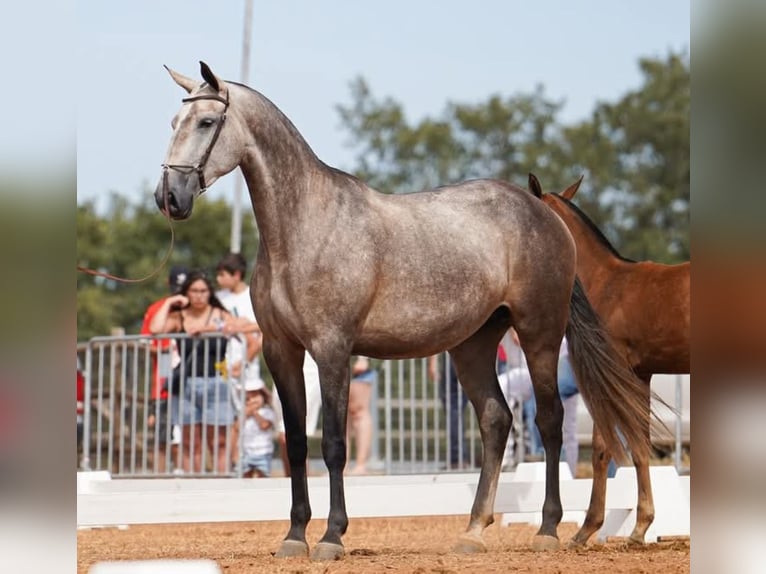 Lusitanien Étalon 2 Ans 164 cm Bai in Idanha-A-Nova