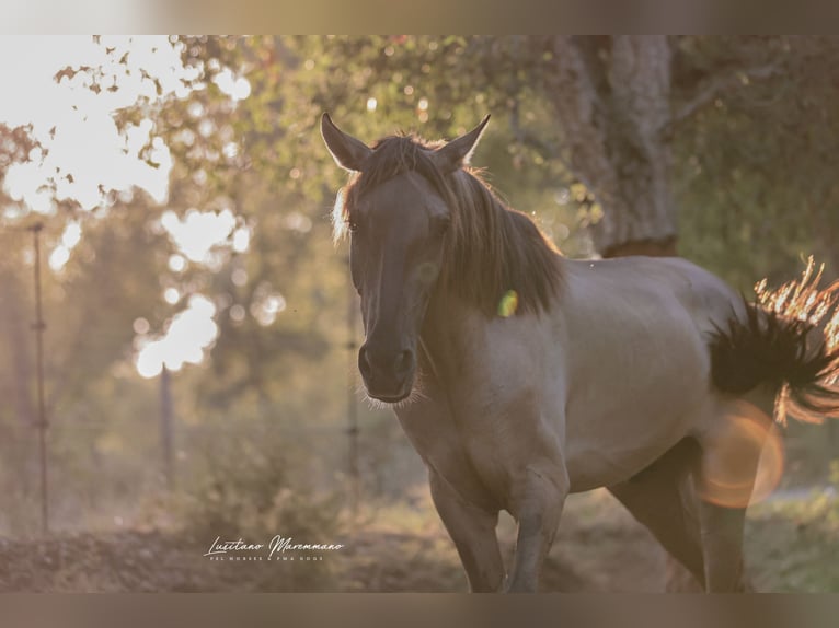 Lusitanien Étalon 2 Ans 164 cm Grullo in Ribeira de São João