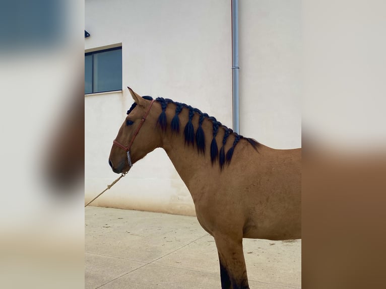 Lusitanien Étalon 2 Ans 164 cm Isabelle in Serrada Valladolid