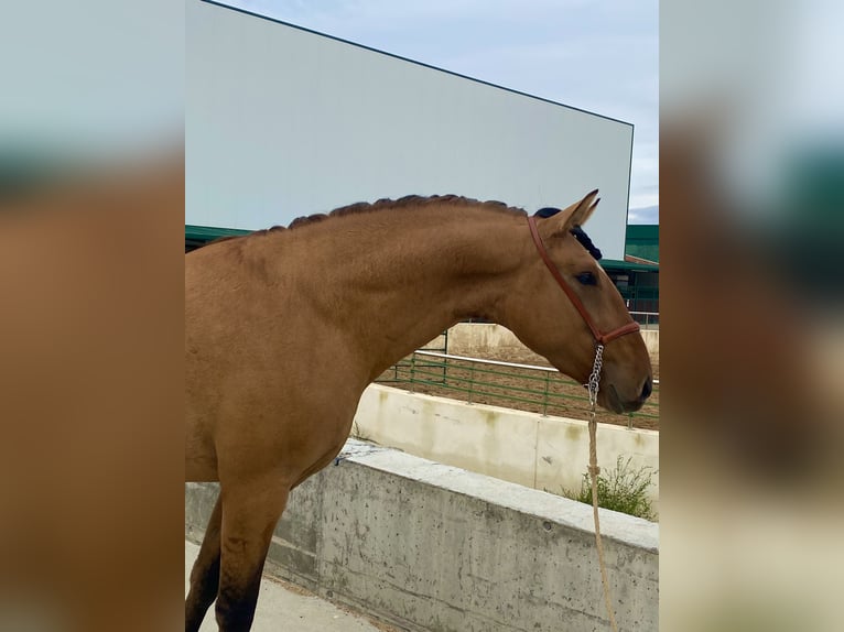 Lusitanien Étalon 2 Ans 164 cm Isabelle in Serrada Valladolid