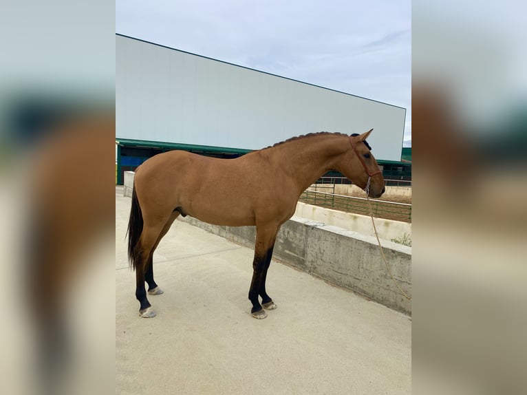 Lusitanien Étalon 2 Ans 164 cm Isabelle in Serrada Valladolid