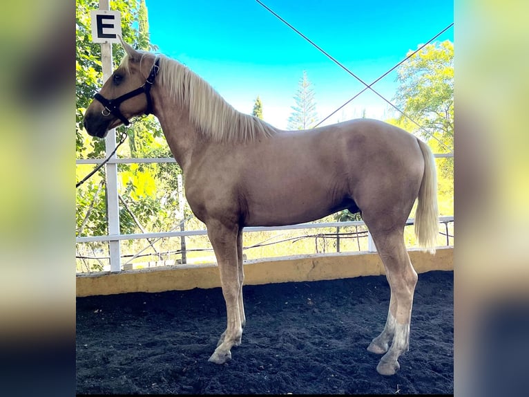 Lusitanien Croisé Étalon 2 Ans 164 cm Perle in Torremolinos