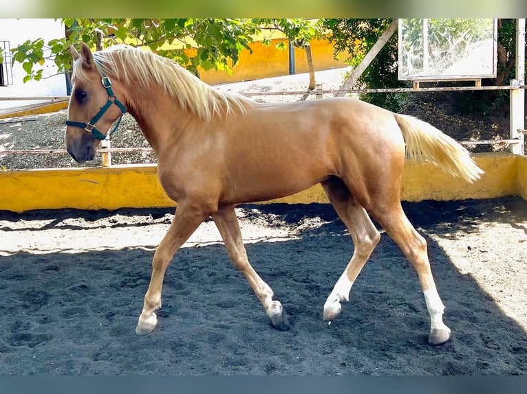 Lusitanien Croisé Étalon 2 Ans 164 cm Perle in Torremolinos