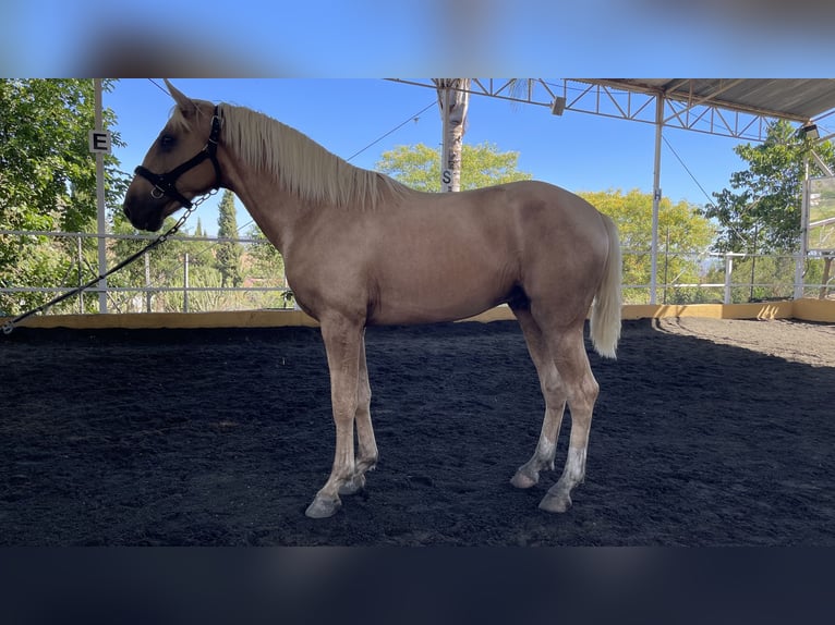 Lusitanien Croisé Étalon 2 Ans 164 cm Perle in Torremolinos